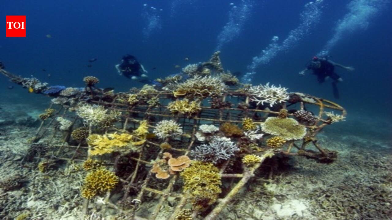 In 2000, an Indonesian village built reef frames from discarded bicycles and scrap metal; coral grown with the Biorock method developed three to five times faster