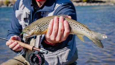 From 1870 to 1988, California stocked mountain lakes with trout for anglers; the fish helped push yellow-legged frogs from 92% of their historic Sierra Nevada range