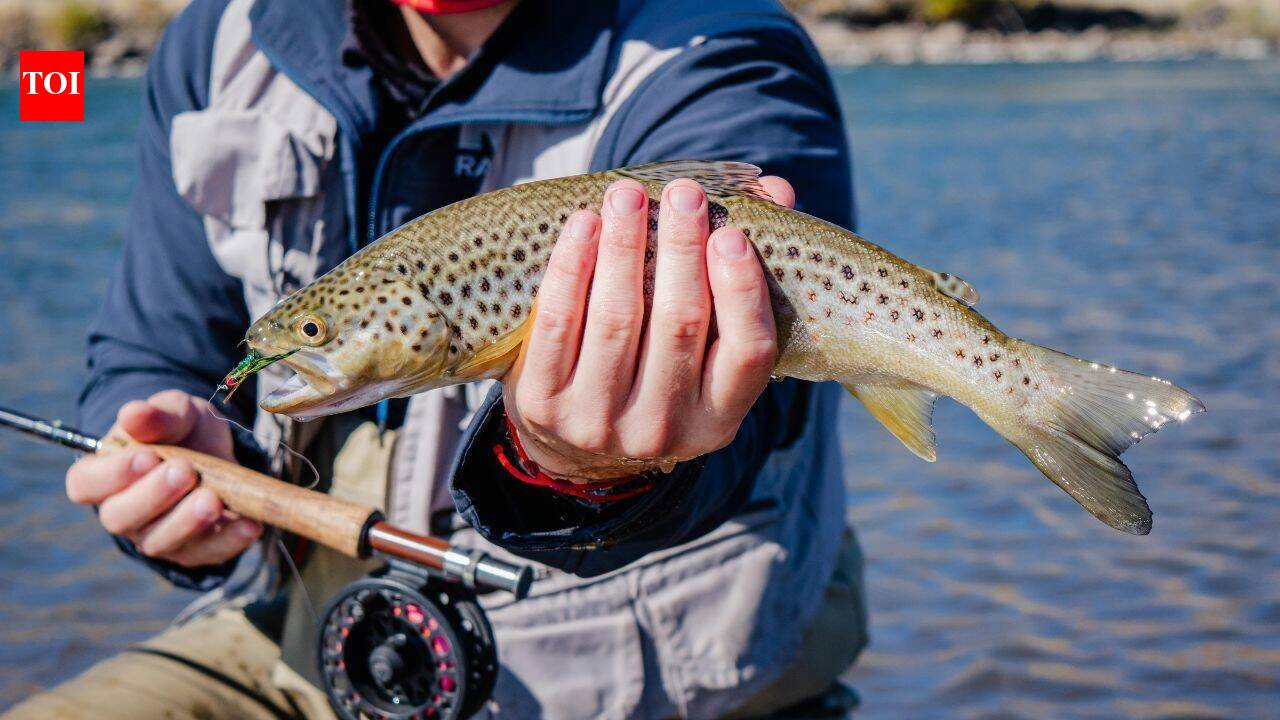 Trout stocking pushed Sierra Nevada yellow-legged frogs from 92% of their range