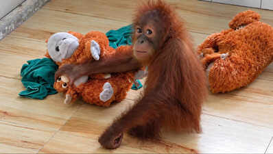 Orangutans recovering in Nandankanan zoo