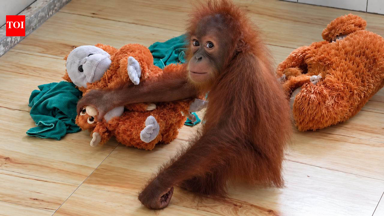 Orangutans recovering in Nandankanan zoo
