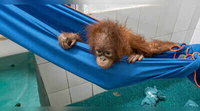 Orangutans recovering in Nandankanan zoo