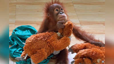 Orangutans recovering in Nandankanan zoo