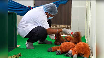 Orangutans recovering in Nandankanan zoo
