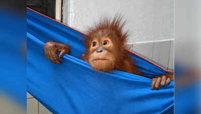 Orangutans recovering in Nandankanan zoo