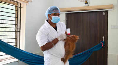 Orangutans recovering in Nandankanan zoo