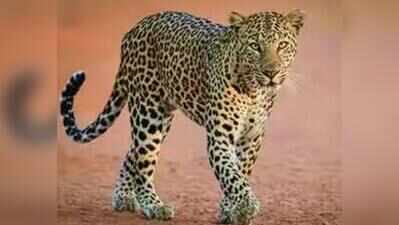 Farmer injured in suspected leopard attack