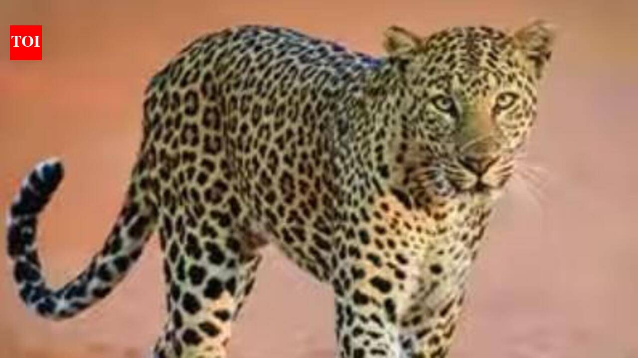 Wildlife SOS vows to face STSF probe, says ‘poaching lobby’ cannot deter fight