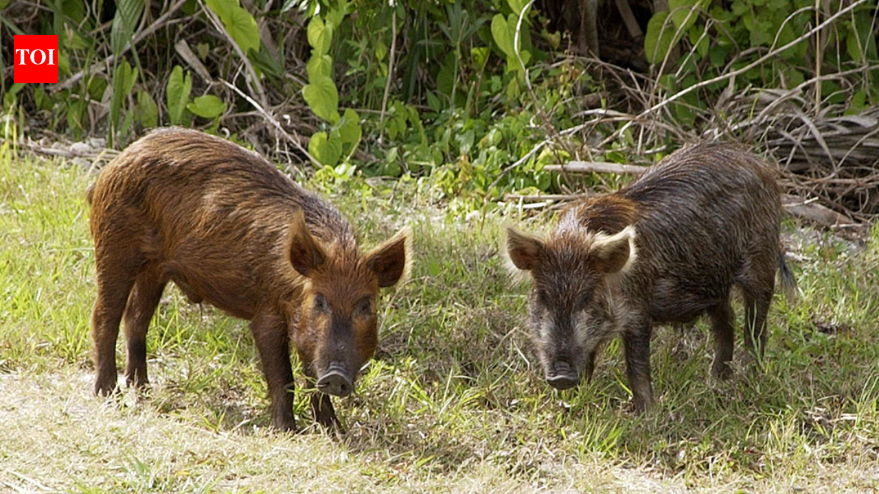 In the 1850s, pigs brought to Santa Cruz Island became feral