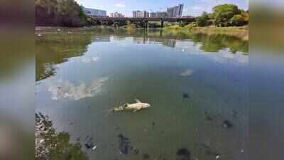 Discoloured water, dead fish raise alarm along Mula river