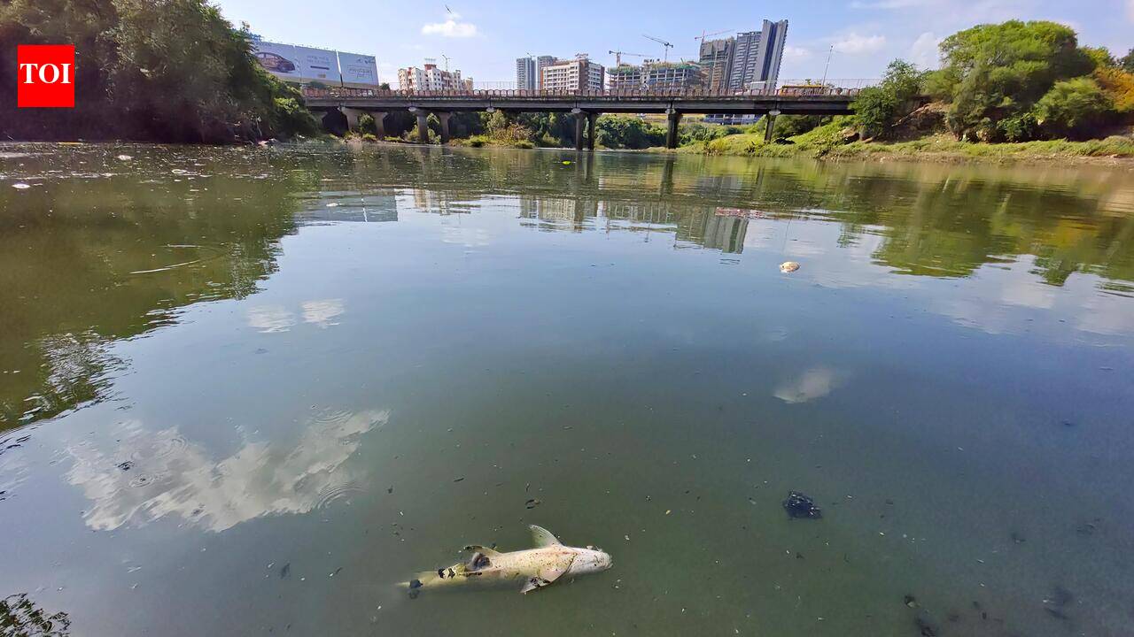 Discoloured water, dead fish raise alarm along Mula river