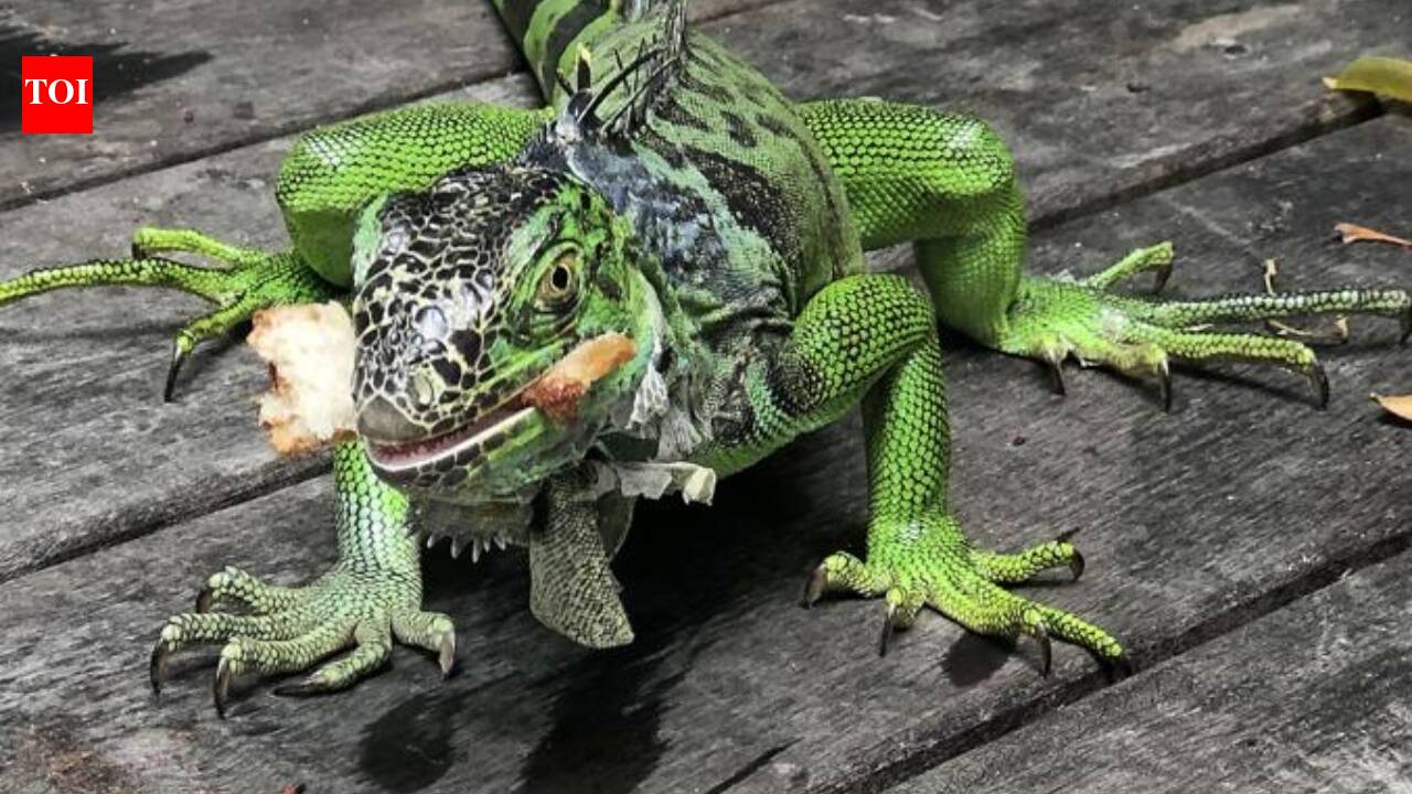 In 1960s, Green iguanas arrived as exotic animals; how Hurricane Andrew helped their population explode