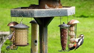 Food and water feeding centres for wild birds can highly increase the risk of a deadly parasite