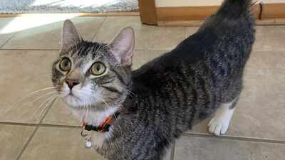 Domestic cats kill 2.4 billion birds annually in US; scientists made bright cat collars which reduce bird kills by 61%