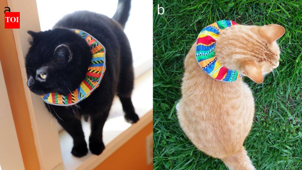 Domestic cats kill 2.4 billion birds annually in US; scientists made bright cat collars which reduce bird kills by 61%