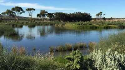Australia planted vast commercial forests across the Green Triangle; decades later, wetlands are running dangerously low