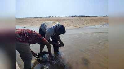 New bivalve species discovered in Devi estuary