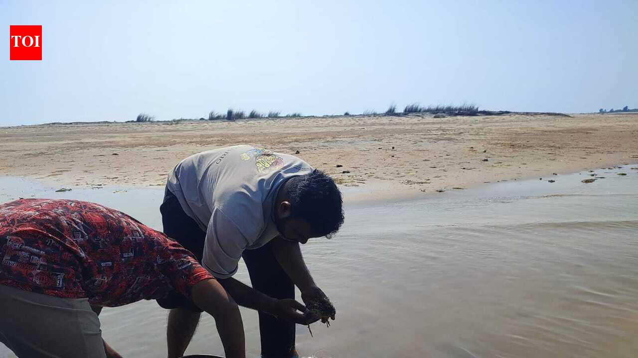 New bivalve species discovered in Devi estuary