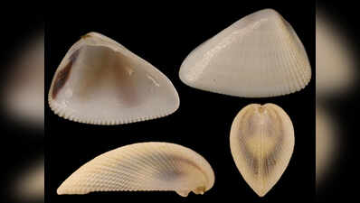 New bivalve species discovered in Devi estuary