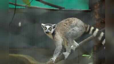Nandankanan gets 58 exotic animals from Guj, zoo species count rises to 188