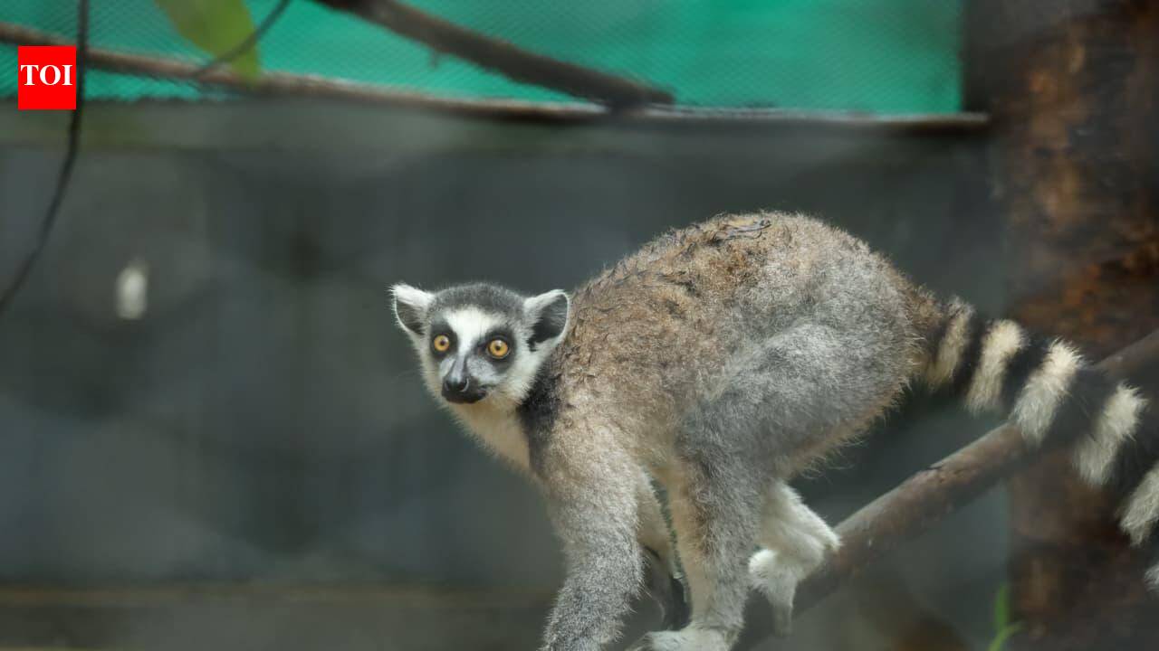 Nandankanan gets 58 exotic animals from Guj, zoo species count rises to 188