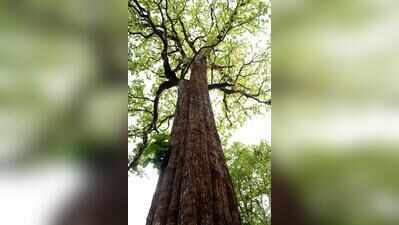 TN launches high-yielding teak clones for farmer plantations