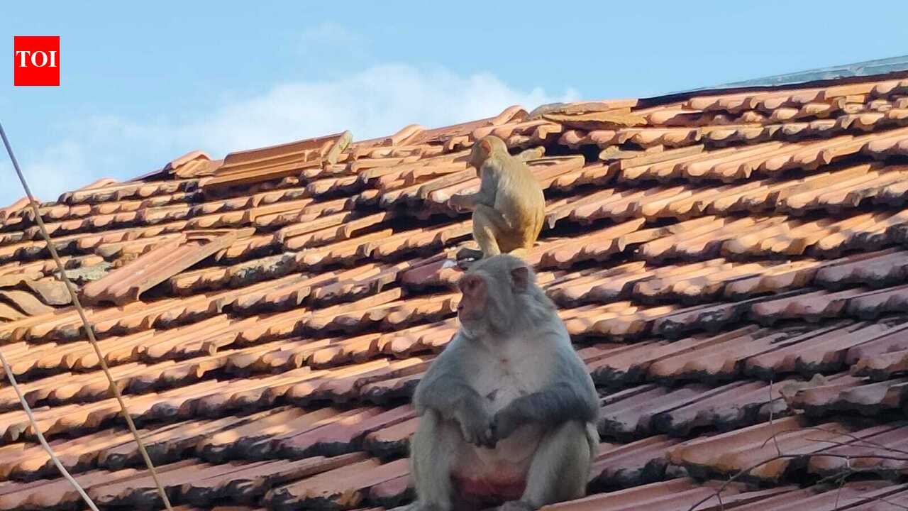 Monkey menace drives Maihar villagers to seek “ichha mrityu”