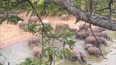 Wild elephant herd camps near Anchetty, locals urged to remain alert