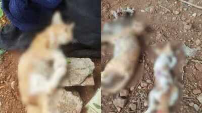 ‘Killed in fit of rage’: Man arrested for killing nearly 20 cats in Mumbai