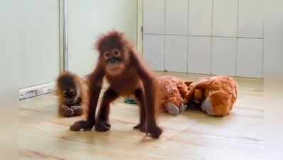 Panel formed to assess orangutans