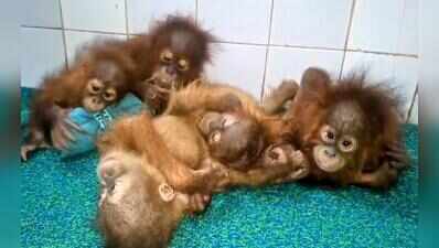 STF raids over 50 Digha hotels in orangutan case