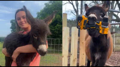 Georgia police officer who killed 1-year-old donkey HeeHaw says the miniature donkey charged at him; owner says 'he was my kid'