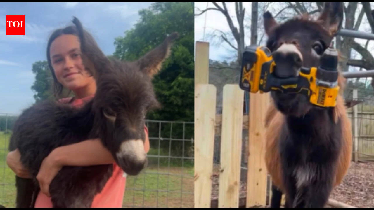 Georgia police officer who killed 1-year-old donkey HeeHaw says the miniature donkey charged at him; owner says 'he was my kid'