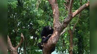 Orangutans may join other trafficked animals in Nandankanan
