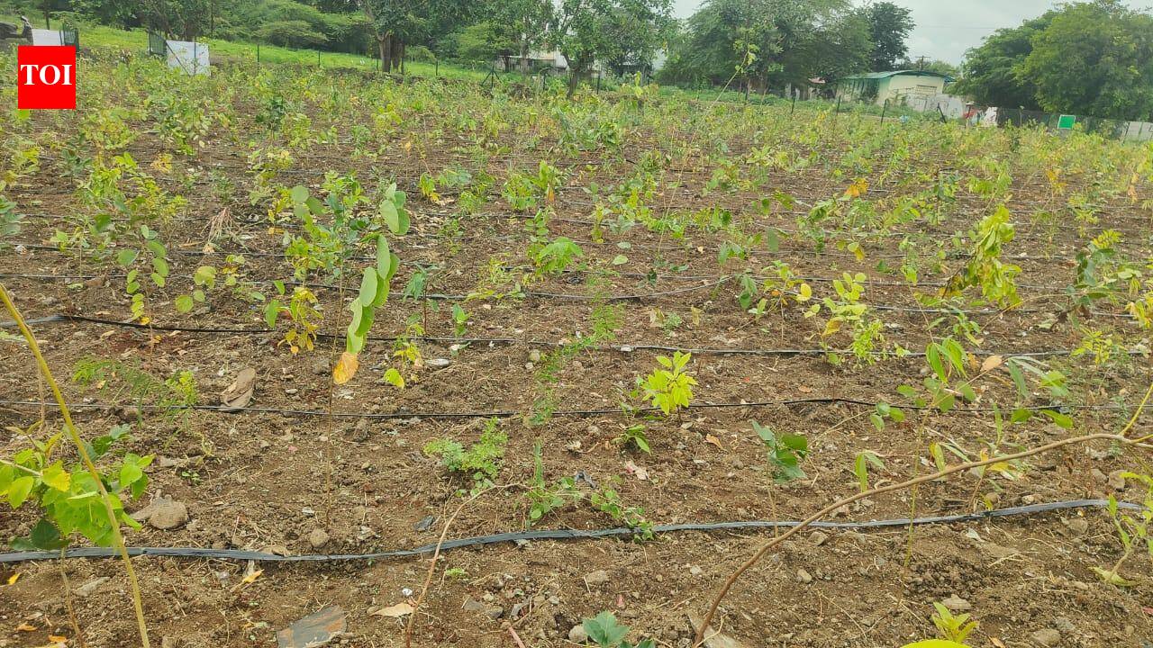 Four social forestry department women officers...