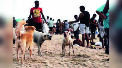 State to map stray dogs, pets and cattle ward-wise