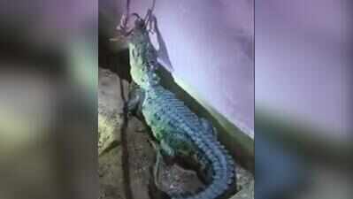 Forest dept captures crocodile near Hardaspur village