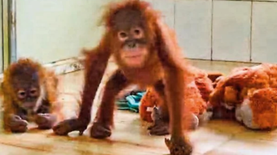 Origin in haze, 5 rescued orangutans face a long road home