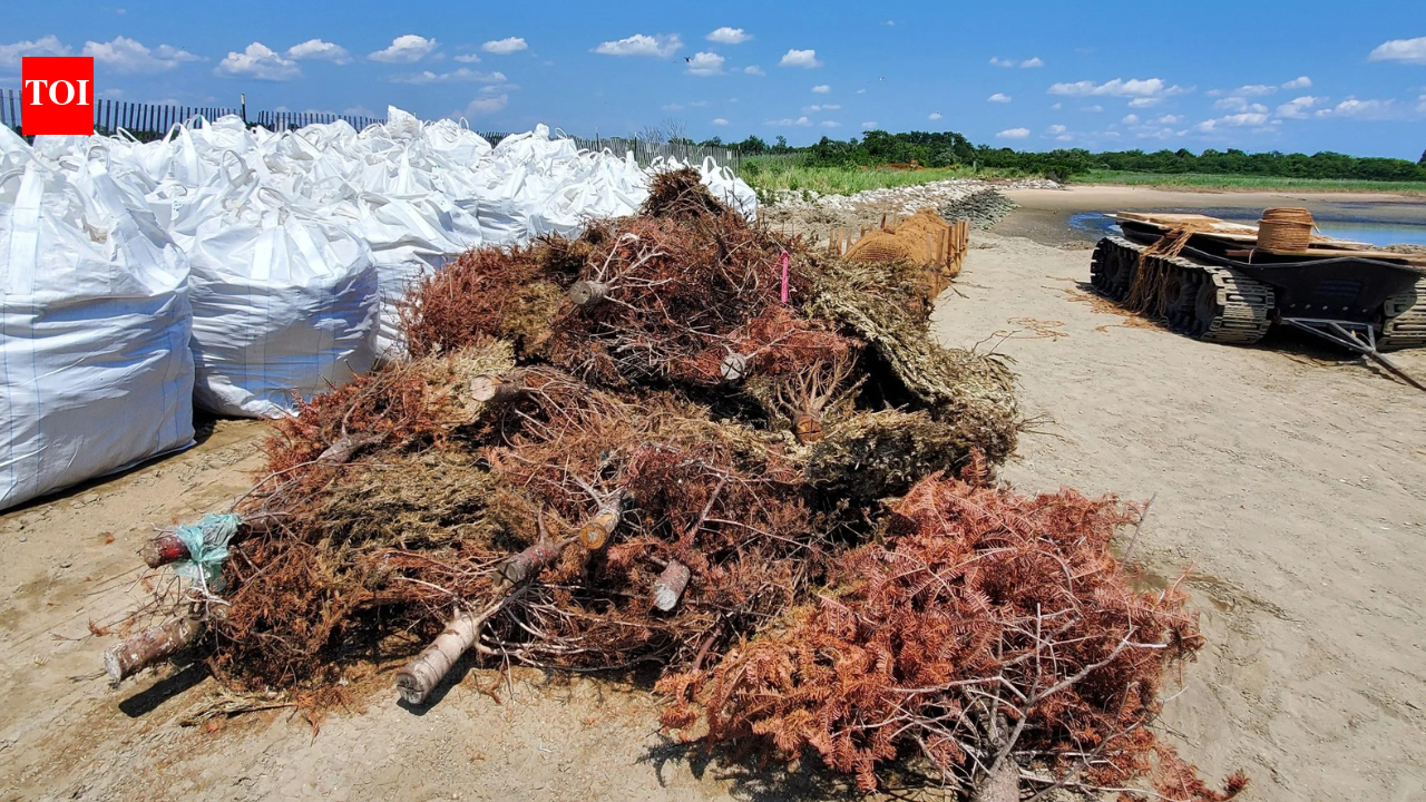 In 2024, New York turned 250 Christmas trees into breakwaters to restore salt marsh
