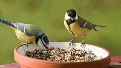 How to create a bird-friendly balcony garden: Simple ways to attract birds with the right plants, fresh water, food, shelter and safe spaces