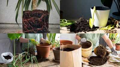 From roots coming out to slow growth: 5 signs your plant needs a bigger pot