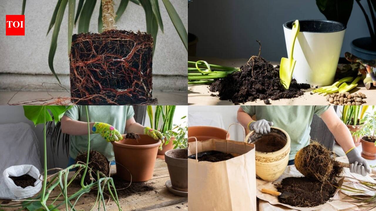 From roots coming out to slow growth: 5 signs your plant needs a bigger pot