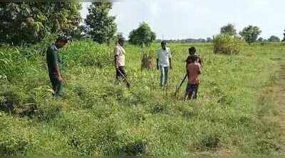 Two deer found dead in West Champaran, leopard suspected