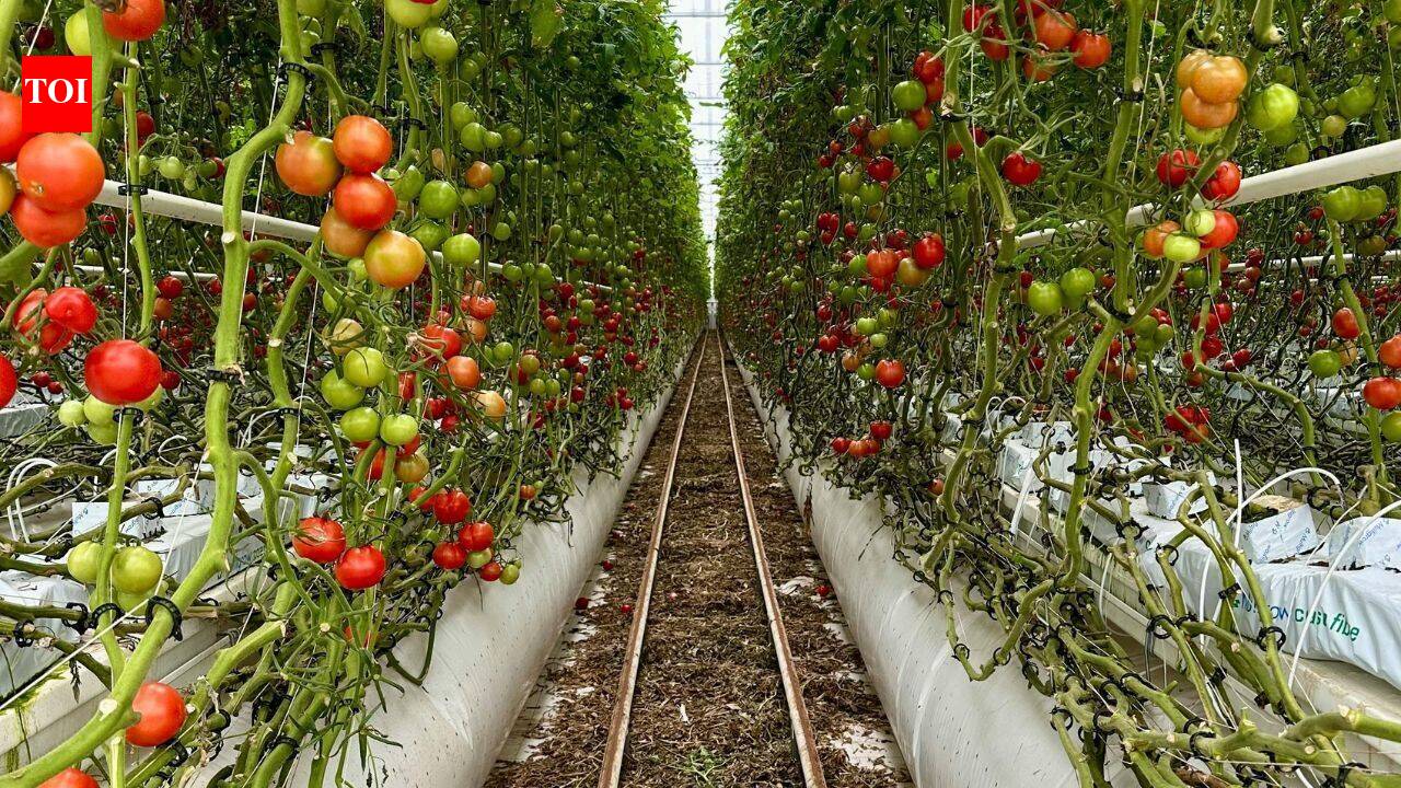 Jersey City moves to save 20-year community garden with $1.2 million purchase