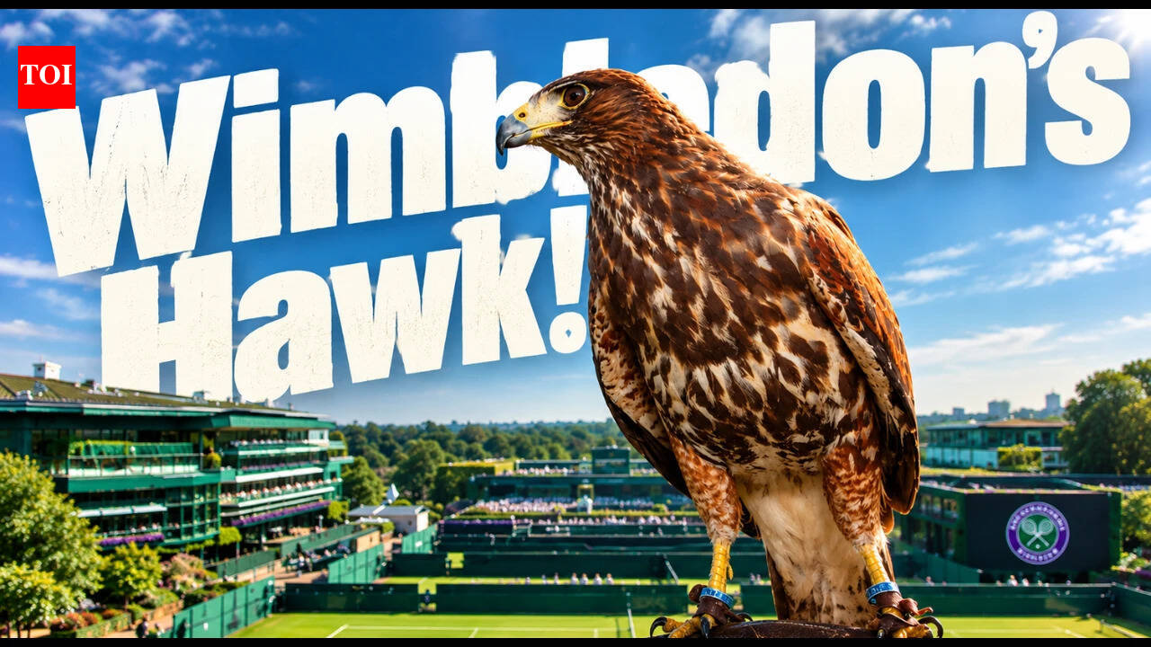 Meet Rufus, the hawk who has flown over Wimbledon every day for 18 years to chase away pigeons