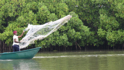 How Gujarat's villagers turned mangroves into a natural coastal shield