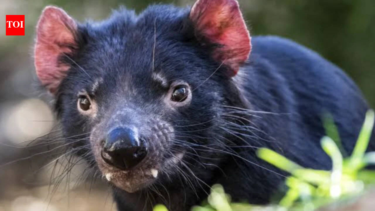 28 Tasmanian devils were moved to an island; 3,000 penguin pairs later disappeared