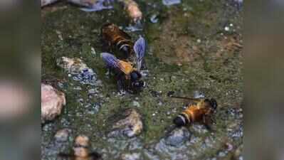 85-year-old man dies in bee attack in Giridih village