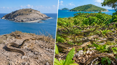 In 1995, just 51 rare snakes survived on one tiny Caribbean island; 21 years later their population topped 1,100