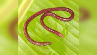 New amphibian species discovered in Western Ghats